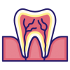 Tooth_anatomy256px